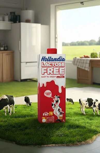 Hollandia brand identity and visual design